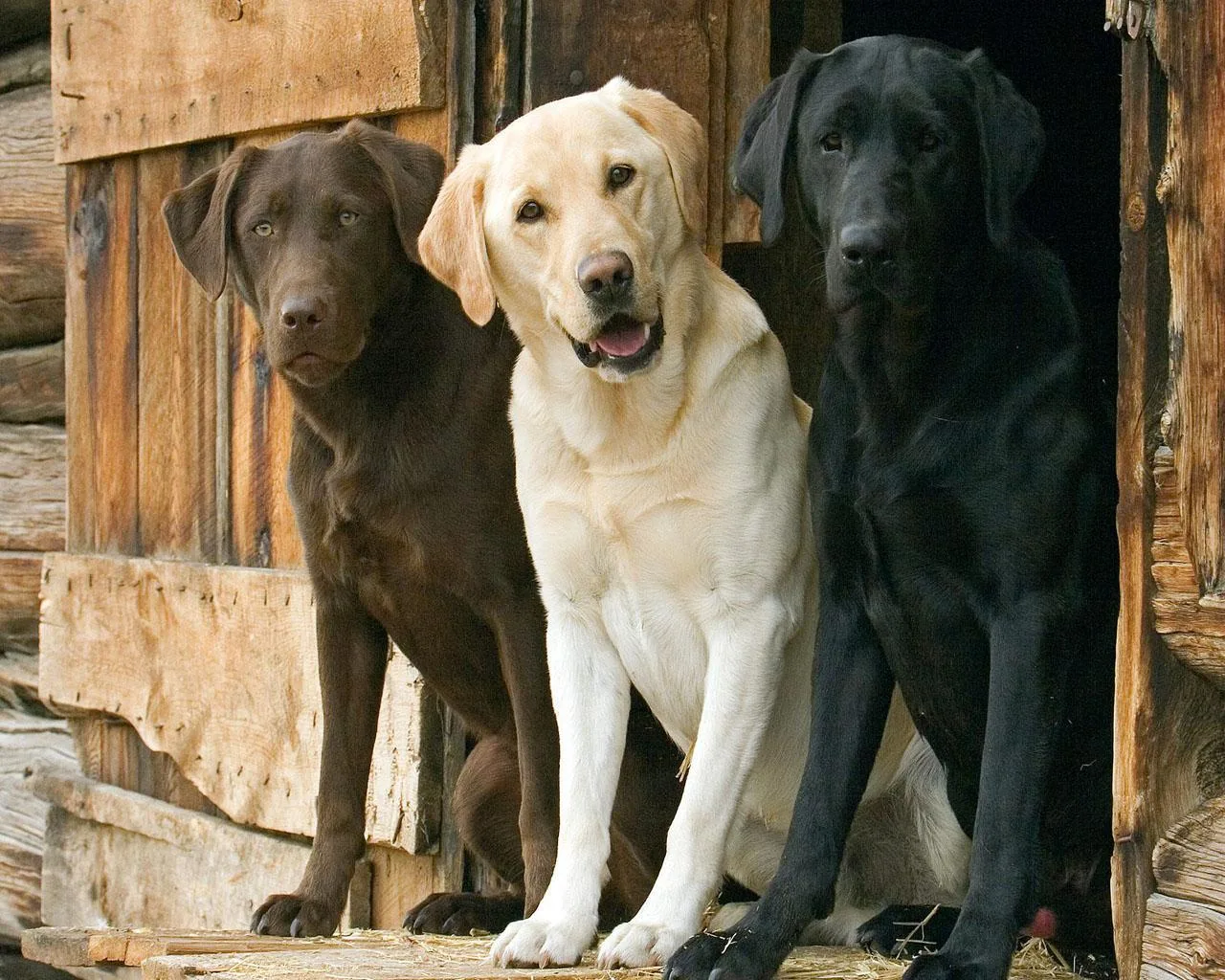 Ustavni sud Srbije vam daje da imate tri psa ili mačke