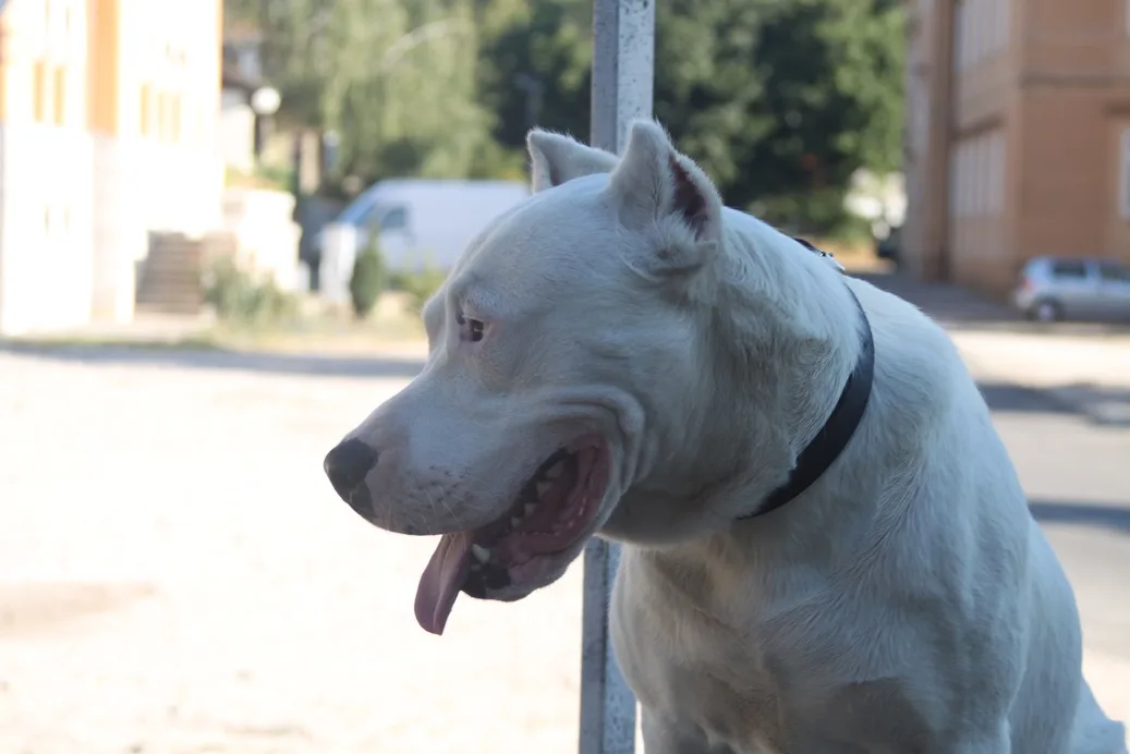 Doga argentino hitno traži dom