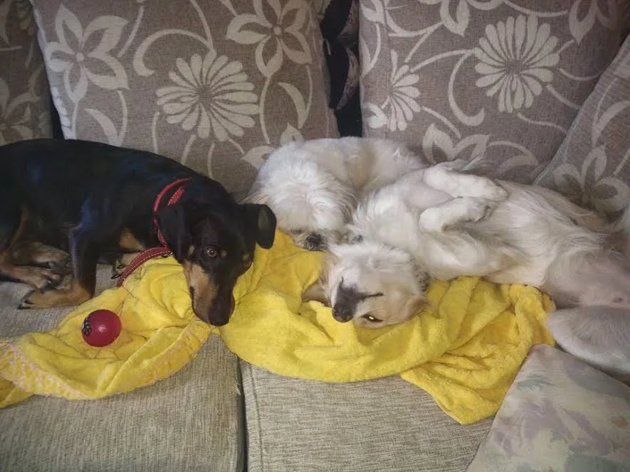 The Call That Saved a Dog's Life