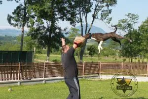 Professional Leather Dog Training Sleeve
