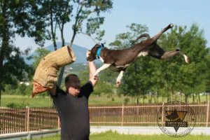 Professional Leather Dog Training Sleeve