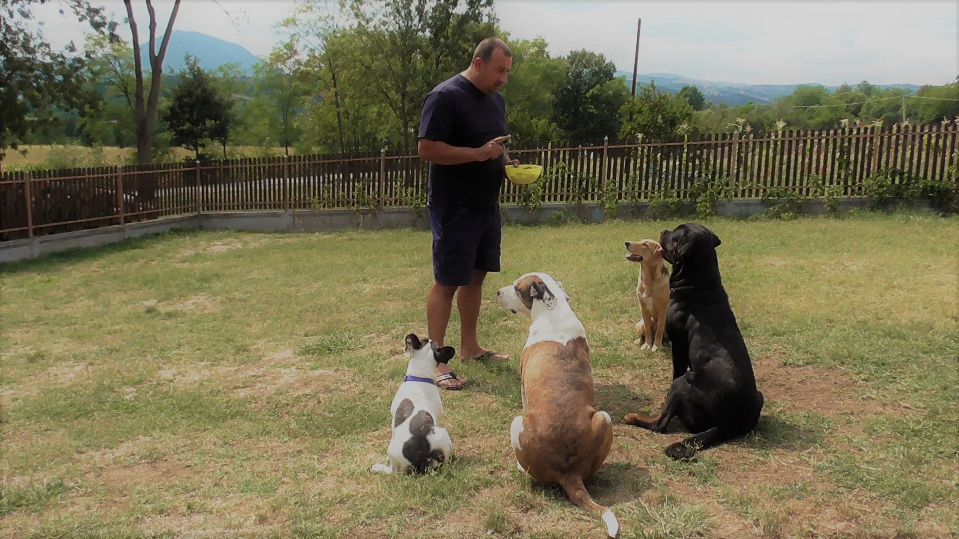 PROFESSIONAL DOG TRAINING SCHOOL