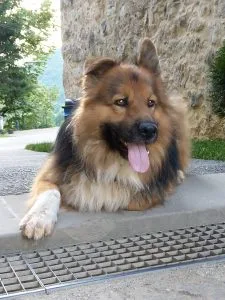 Mješanac divnog karaktera traži dom