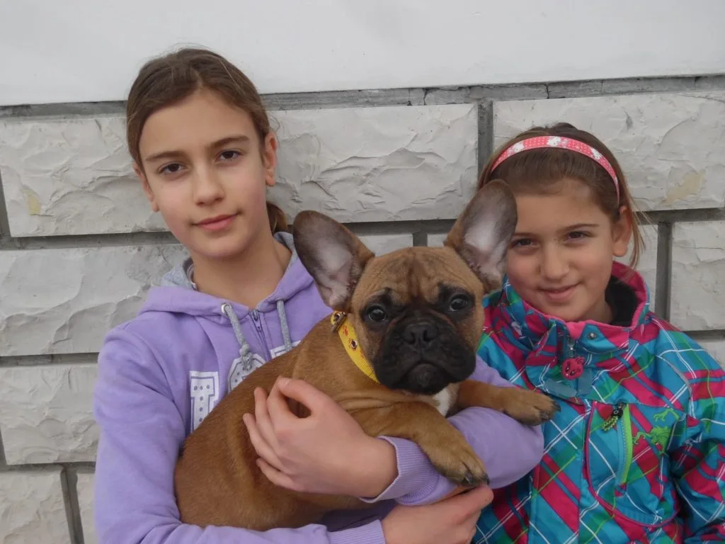 WHY ARE SMALL DOGS MORE AGGRESSIVE THAN BIGGER DOGS?