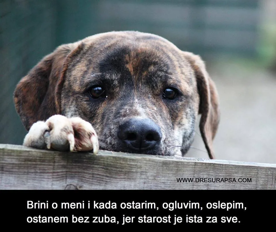 12 psećih zapovesti